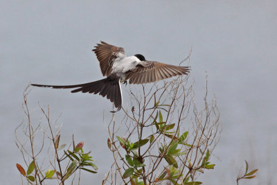 Fork-tailed Flycatcher
