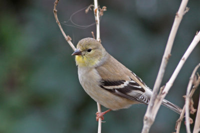 American Goldfinch