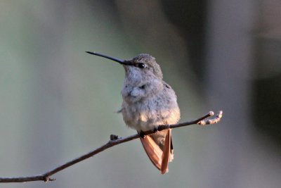 Black-chinned Hummingbird