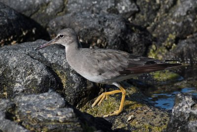 'Ulili (Wandering Tattler)