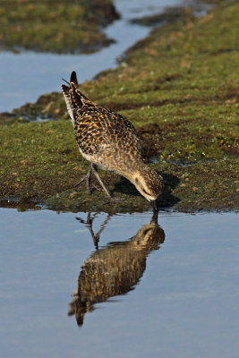 Kolea (Pacific Golden-Plover)