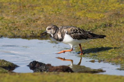 Ruddy Turnstone (`Akekeke)