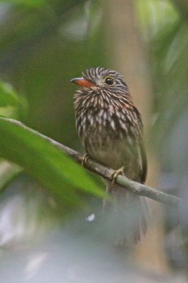 Semicollared Puffbird