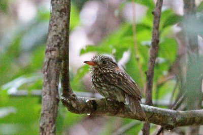 Semicollared Puffbird