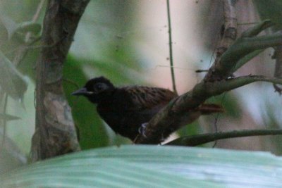 Black-spotted Bare-eye (Juvenile)