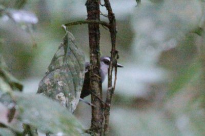 White-throated Antbird (front half)