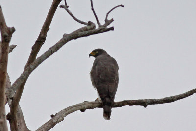 Slate-colored Hawk