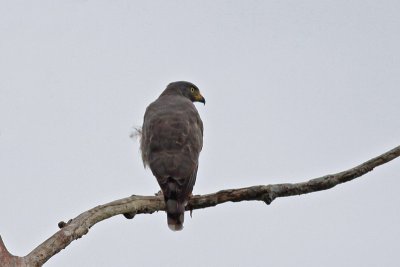 Slate-colored Hawk