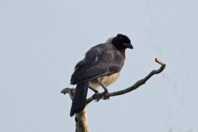 Violaceous Jay