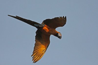 Chestnut-fronted Macaw