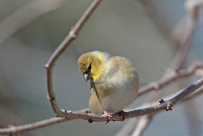 American Goldfinch