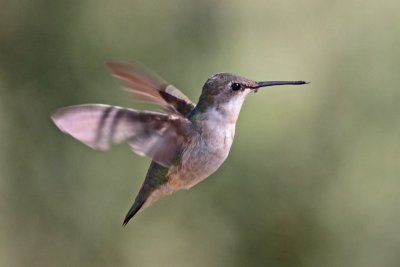 Hummingbird