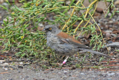 Yellow-eyed Junco