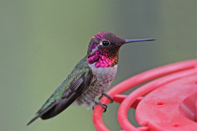 Anna's Hummingbird