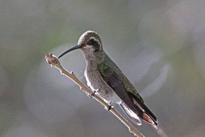 Rivoli's Hummingbird