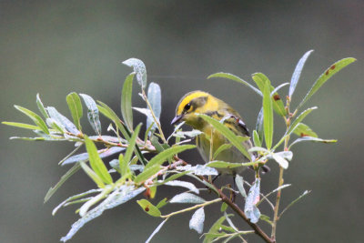 Townsend's Warbler