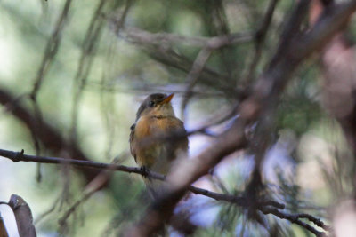 Buff-breasted Flycatcher