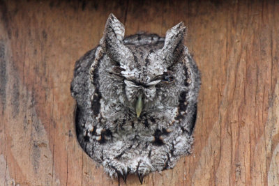 Eastern Screech-Owl