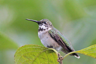 Ruby-throated Hummingbird