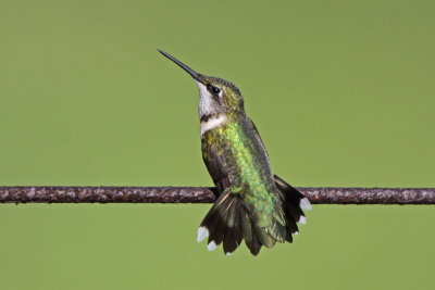 Ruby-throated Hummingbird