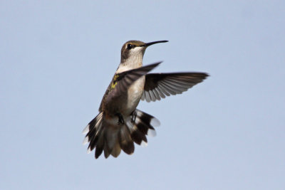 Ruby-throated Hummingbird