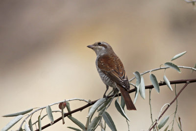 Red-backed Shrike