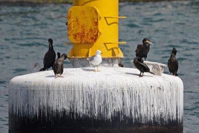 Cormorants and a gull