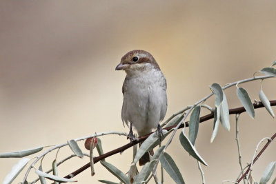 Red-backed Shrike