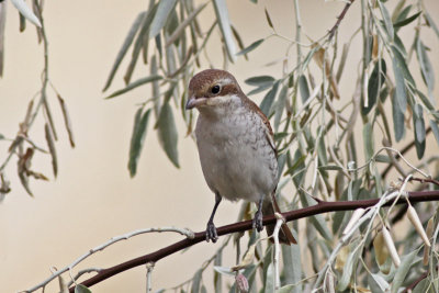 Red-backed Shrike