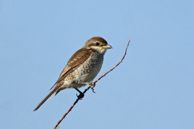 Red-backed Shrike