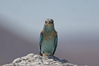 European Roller