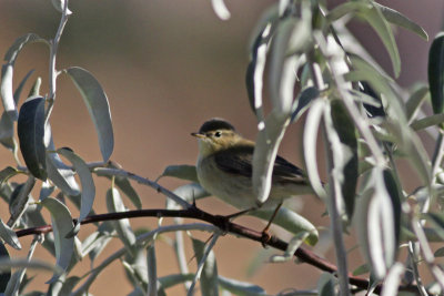 Willow Warbler