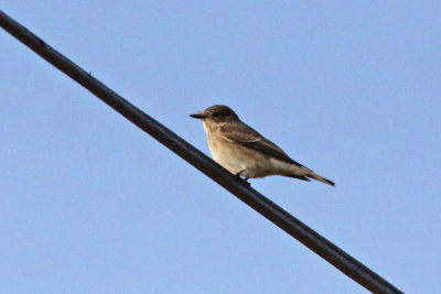 Spotted Flycatcher