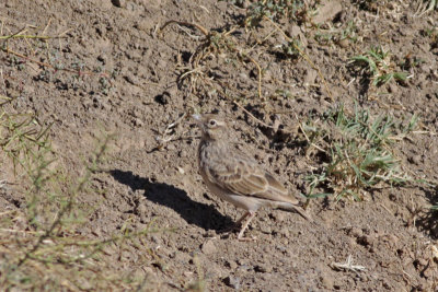 Crested Lark