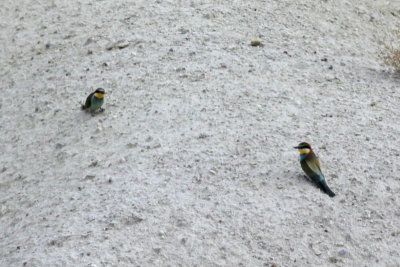 Bee-eaters (European)