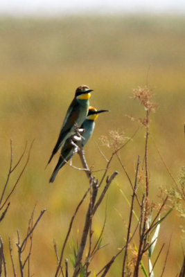 Bee-eaters (European)