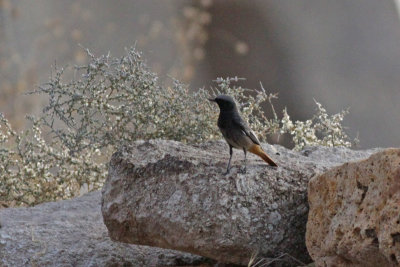 Black Redstart