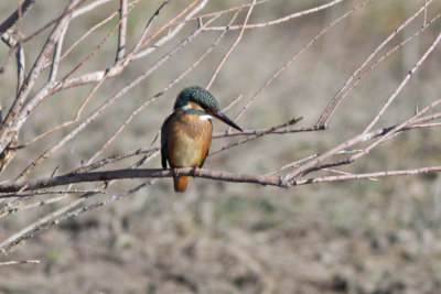 Kingfisher (Common)