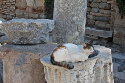 Ephesus cat