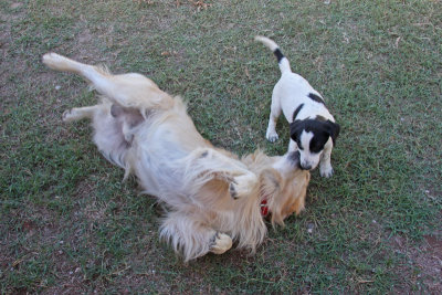 Pup attacking Efe, the Golden Retriever