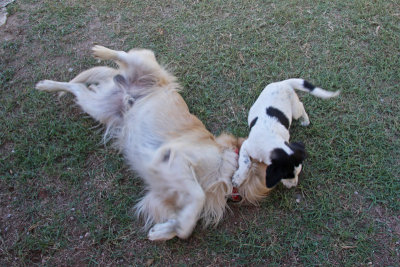 Pup attacking Efe, the Golden Retriever