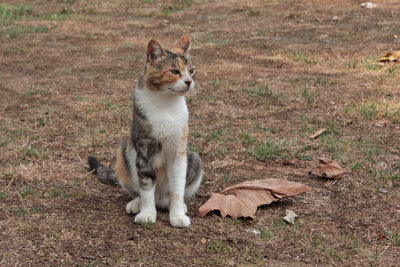 One of many calico cats.