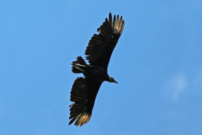 Black Vulture