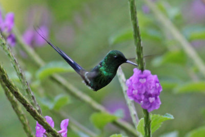 Green Thorntail