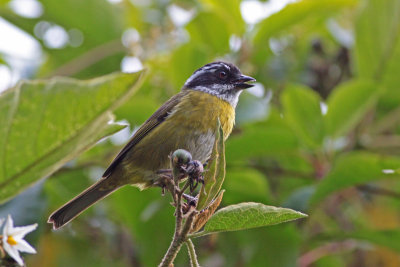 Sooty-capped Bush_Tanager