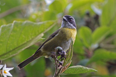 Sooty-capped Bush_Tanager