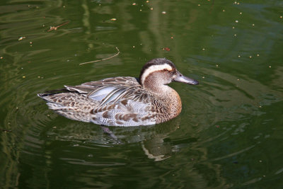 Garganey