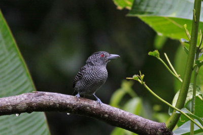 Antbirds, Ovenbirds and Tapaculos