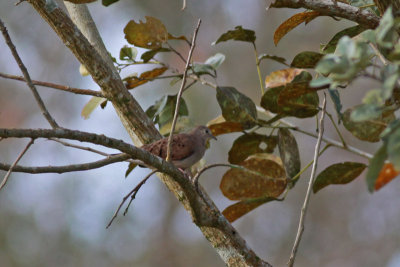 Ruddy Ground Dove