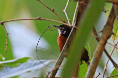 Black-throated Wren